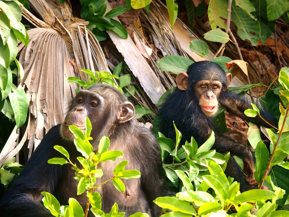 An Adult and Infant Chimpanzee 