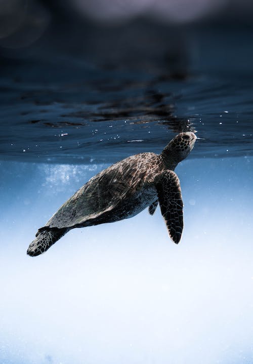 Free Turtle floating under blue sea water Stock Photo