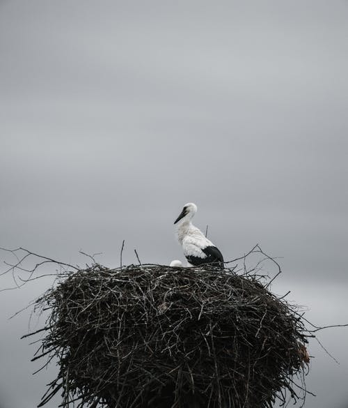 White Stork on Nest