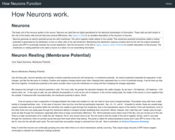 How Neurons Function