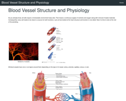 Blood Vessel Structure and Physiology