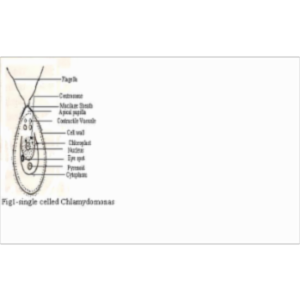 Introduction to botany