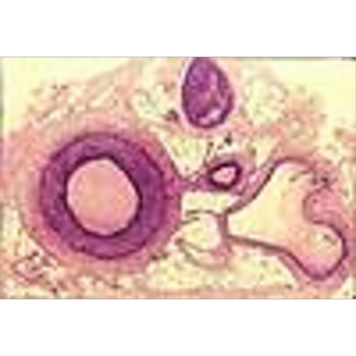 Welcome to Histology icon