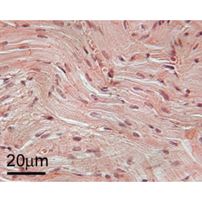 Review: Tissue Types