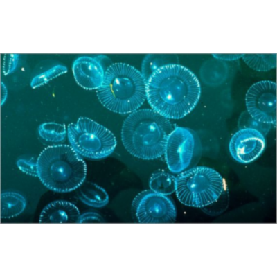 Google Image Result for https://i.pinimg.com/originals/11/57/81/115781f164b6088368c387ffe2be1bb1.jpg