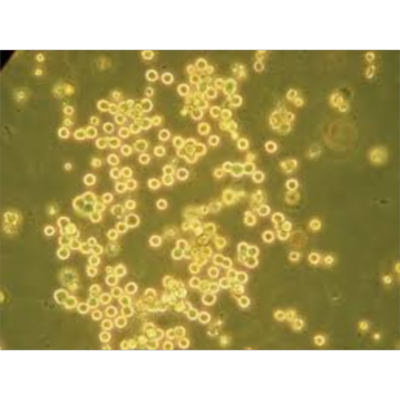 insect cell protocols v2 icon