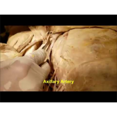 Axillary – Brachial Artery Full Course Branches and Anatomical Variation – Sanjoy Sanyal icon