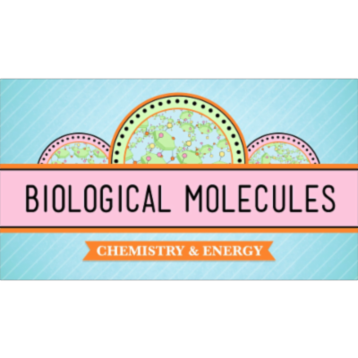 Biological Molecules - You Are What You Eat: Crash Course Biology #3