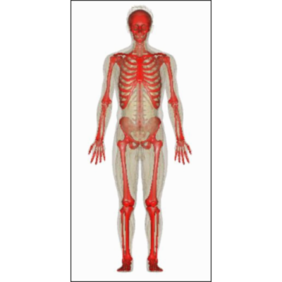 Skeletal System: Anatomy and Function, Diagram, Diseases, and More