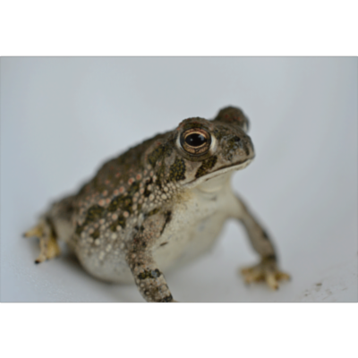 Oklahoma Department of Wildlife Conservation icon