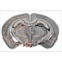 The Mouse Brain Library icon