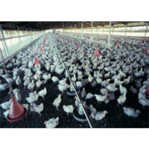 Impact of Pandemic Influenza on Public Health icon