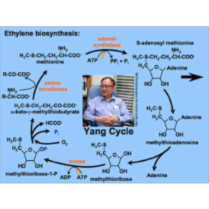 Ethylene as a Plant Hormone icon