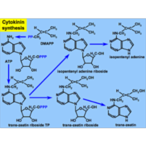 Cytokinin as a Plant Hormone icon