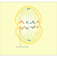Activity Sheet for Mitosis and Meiosis