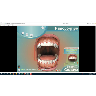 Parts of the Gingiva Characteristics