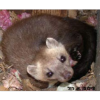 כיצד חולקים מינים קרובים את אותו חבל ארץ?