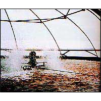 ערבה במזל דגים icon