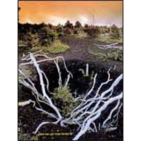 גשם חומצי? לא בישראל icon