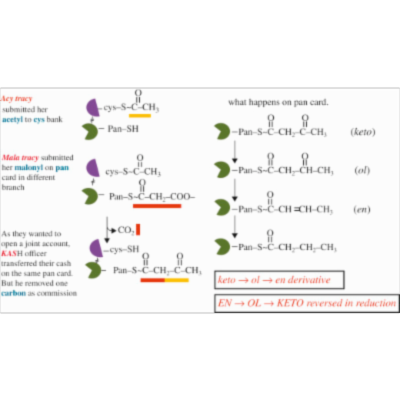 Pentose Phosphate Pathway - an overview | ScienceDirect Topics icon