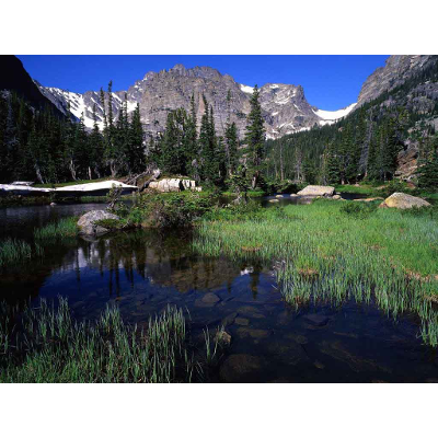 Riparian Life Zones Plants and Trees