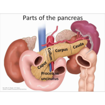 Project Open Anatomy Learning Materials icon