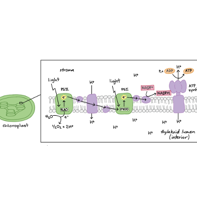 The Light-Dependent Reactions