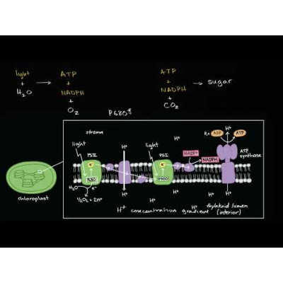 Conceptual overview of light dependent reactions icon