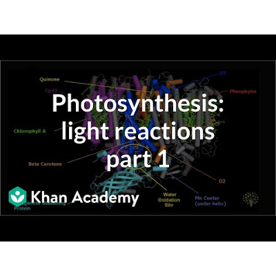 Photosynthesis: Overview of the light-dependent reactions icon