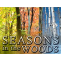 Seasons in the Woods