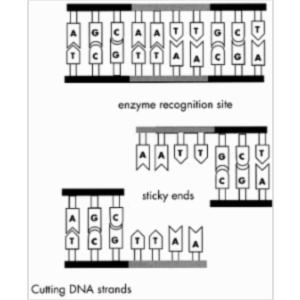 Activity 6:  Recombinant DNA Techniques