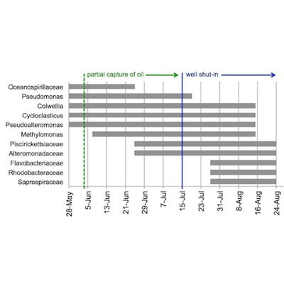 Microbial Community Response to an Oil Spill icon