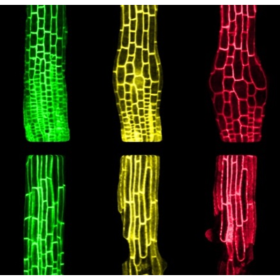 Walls, toxicity and explosions: How plant cells protect themselves from salinity in soil icon