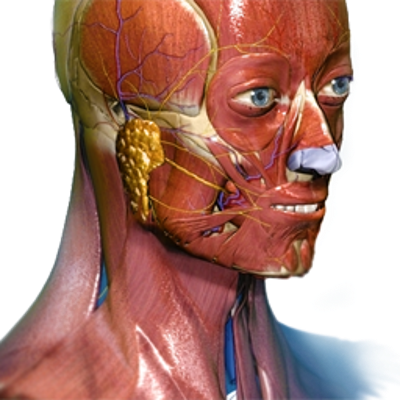 Anatomy Learning icon