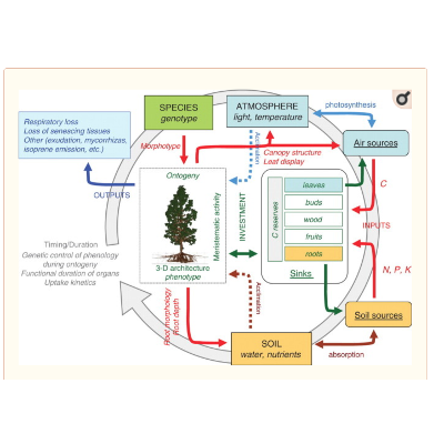 Plant Growth Modelling icon