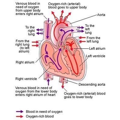 Case Studies in Cardiac Dysfunction After Acute Aneurysmal Subarachnoid Hemorrhage