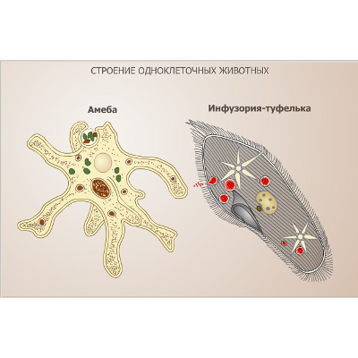 Строение одноклеточных животных