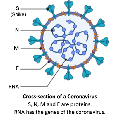 Coronaviruses – What They Are and How They Can Make You Sick icon