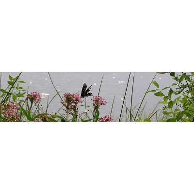 Native Plants and Habitats icon