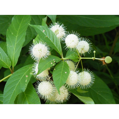 Field Guide to Common Wetland Plants of West Virginia icon
