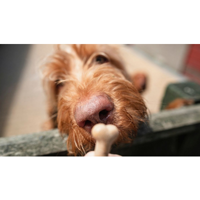 New AI System Trains Dogs by Rewarding Them