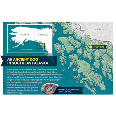 How did dogs get to the Americas? icon