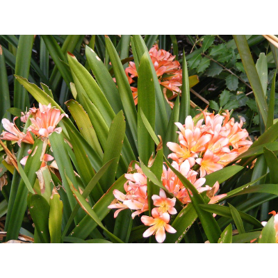 Grounding Mini-Meditation with Aromatherapy Lesson Plan