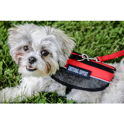 Enthusiastic Help Canine Enrollment Necessities - 2021 Guide icon