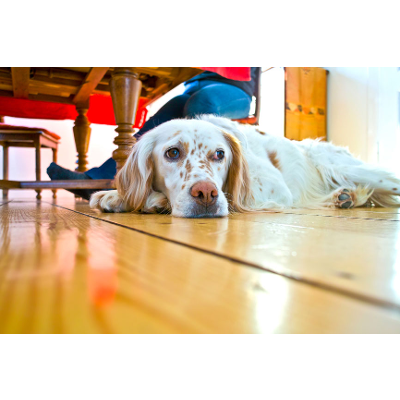 Influence Of Having An ESA Letter - 2021 Guide icon