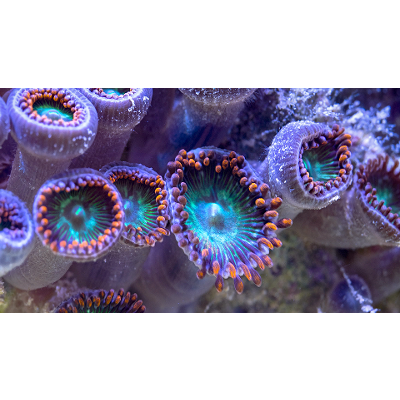 Reef Rescue:  Scientists race to help corals adapt to warming oceans through assisted evolution icon