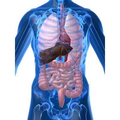 Fisiología Gastrointestinal – Digestión y Absorción icon
