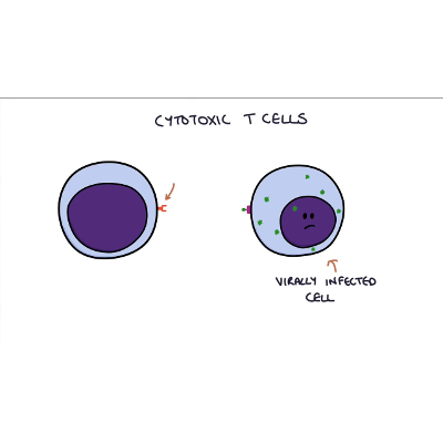 Understanding the Immune System in One Video icon
