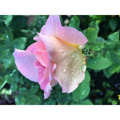 The Cosmological Argument