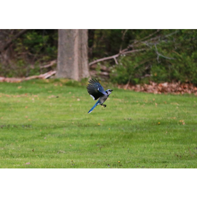 Introductory Animal Physiology